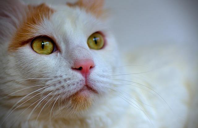What is a Turkish Van cat?