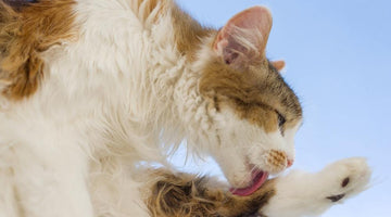Excessive grooming in cats