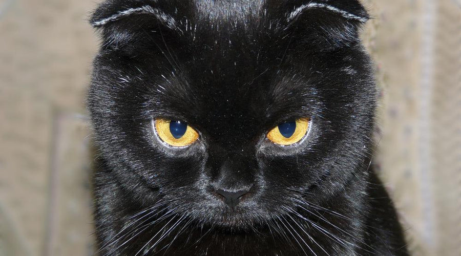 Why does my cat have dandruff?