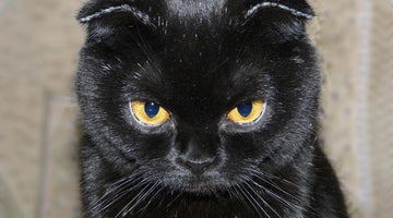 Why does my cat have dandruff?