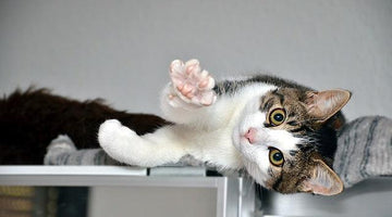 Why do cats knead or 