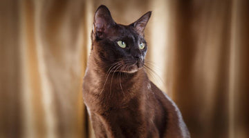 What is a Tonkinese cat?