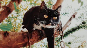 My cat is stuck in a tree! What should I do?