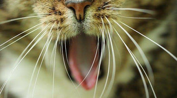 Why do cats have whiskers?