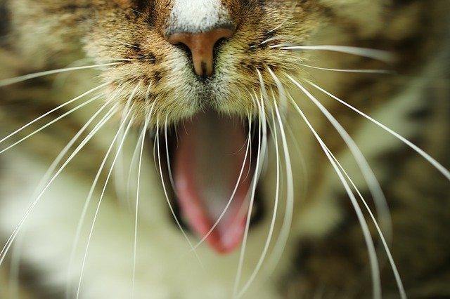 Why do cats have whiskers?