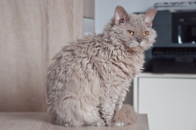 The Selkirk Rex cat