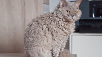 The Selkirk Rex cat