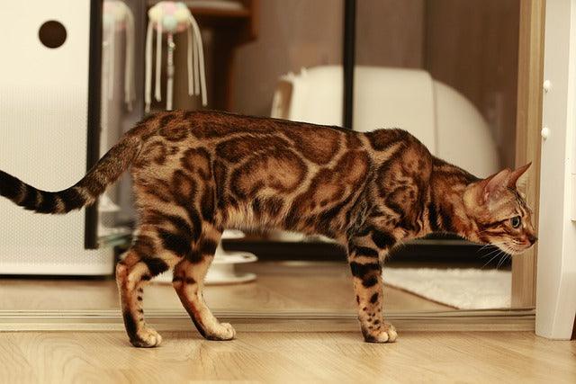 The Bengal Cat