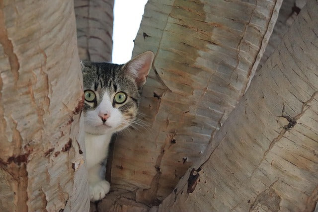 How do you know if a cat is scared?