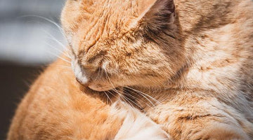 What is feline hyperesthesia syndrome (or twitchy cat disease)?