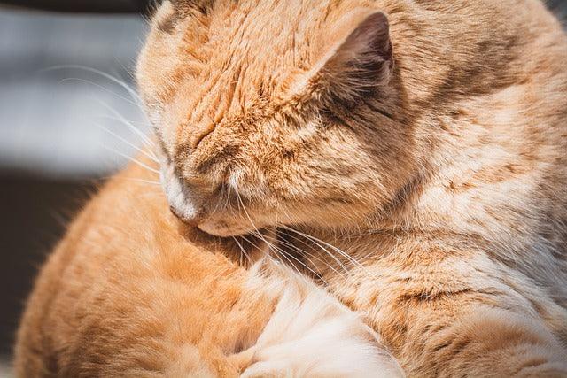 What is feline hyperesthesia syndrome (or twitchy cat disease)?