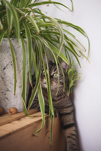14 houseplants that are safe for cats