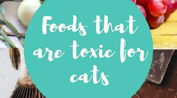 Foods that are toxic to cats