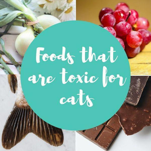 Foods that are toxic to cats