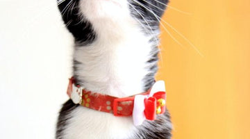 Should I put a collar on my cat?