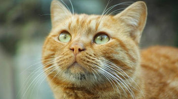 Fun facts about orange cats
