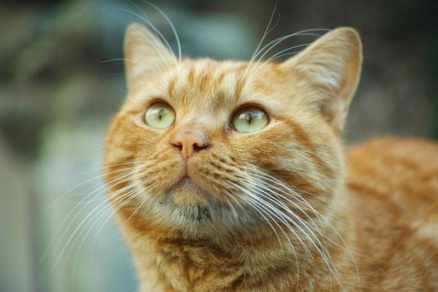 Fun facts about orange cats