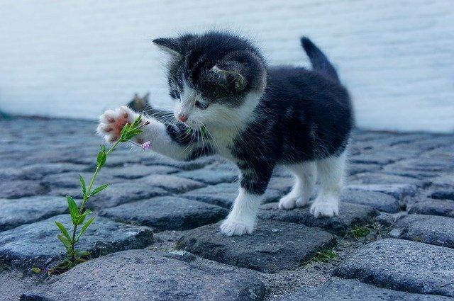 How old do cats have to be to get fixed?