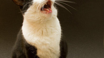 Separation anxiety in cats