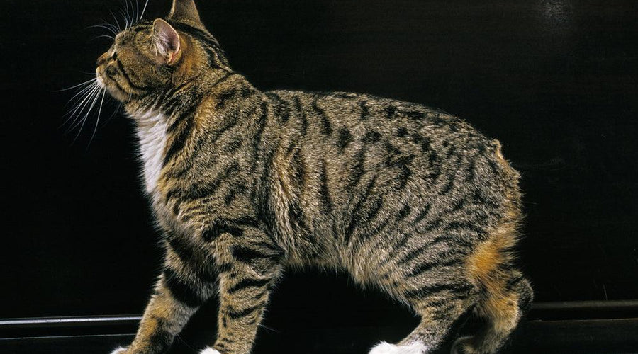The Manx cat