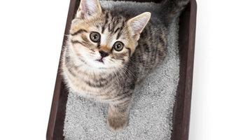 How to keep litter-box odor under control