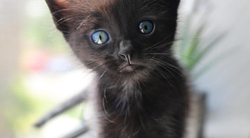 Bringing home a new kitten – The first day and beyond