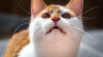 Do cats know their own names?