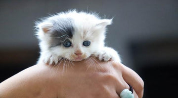 Bringing home a new kitten – things to do before your kitten arrives