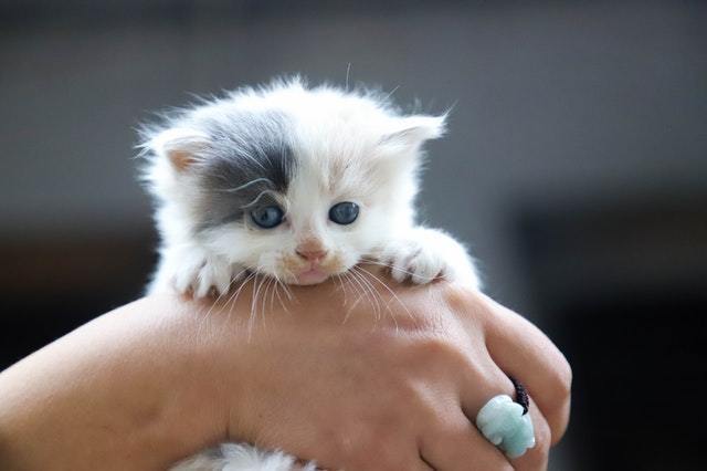 Bringing home a new kitten – things to do before your kitten arrives