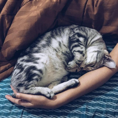 Why does my cat sleep with me?