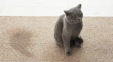 How to get cat pee out of carpet
