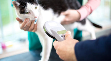 Should you microchip your cat?