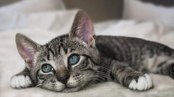Do cats grieve?