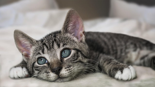 Do cats grieve?