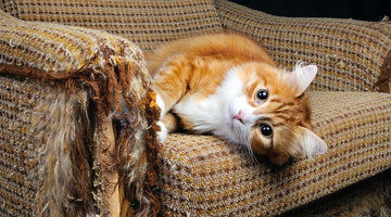 Why do cats scratch furniture?