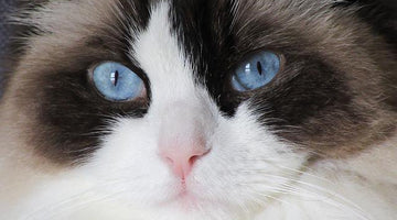 What is a Ragdoll cat?