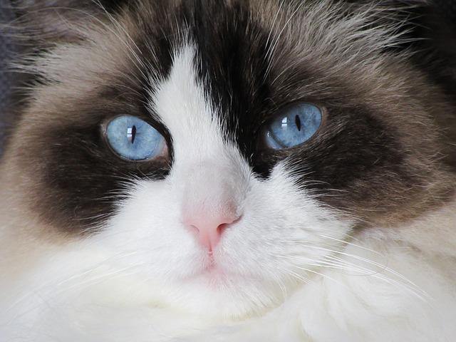 What is a Ragdoll cat?