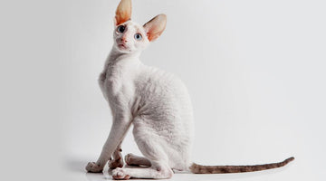 The Cornish Rex cat