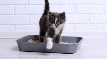 How to train a kitten to use the litter box