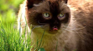 Why do cats eat grass and then throw up?