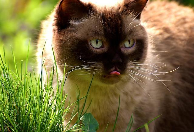 Why do cats eat grass and then throw up?