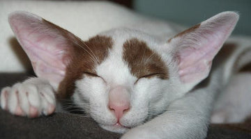 The Oriental Shorthair Cat