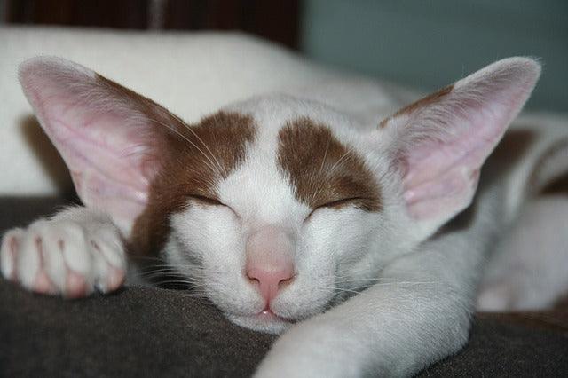 The Oriental Shorthair Cat