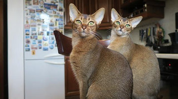 The Abyssinian cat