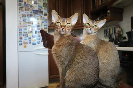 The Abyssinian cat