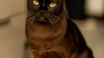The Burmese cat