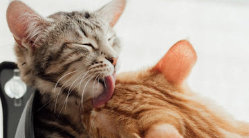 Are cats social or independent?