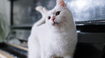 Are all white cats deaf?