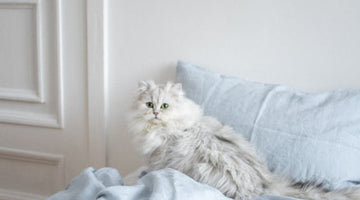Why is my cat peeing on my bed?