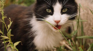 Why do cats open their mouths when they smell?